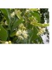 EIE TIGLIO Gtt 30ml